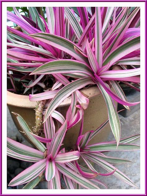 potted oyster plant Oyster Plant, Pink Plants, Lucky Plant, Tropical Flower Plants, Plant Hacks, Lily Plants, Inside Plants, Garden Veggies, Pink Plant