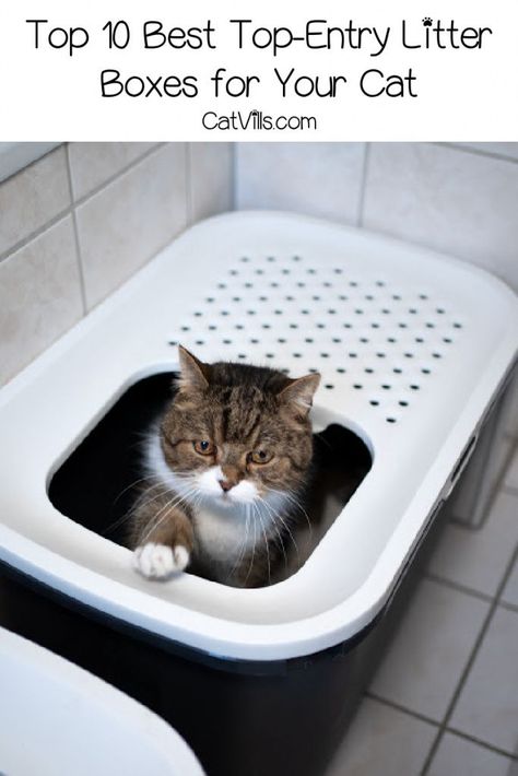 Looking for the best top entry litter boxes? Wondering if they're even a good fit for your cat? Check out our complete guide for all the answers! Cat Litter Smell, Top Entry Litter Box, Litter Box Smell, Best Litter Box, Litter Tracking, Best Cat Litter, Cat Pee, Cat Urine, Cat Care Tips