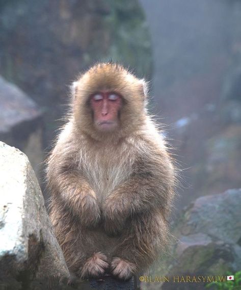 Snow Monkeys Japan, Japan Monkey, Monkey Photo, Japanese Monkey, Japanese Snow, Japanese Macaque, Summer Japan, Snow Monkeys, Leaves Photo