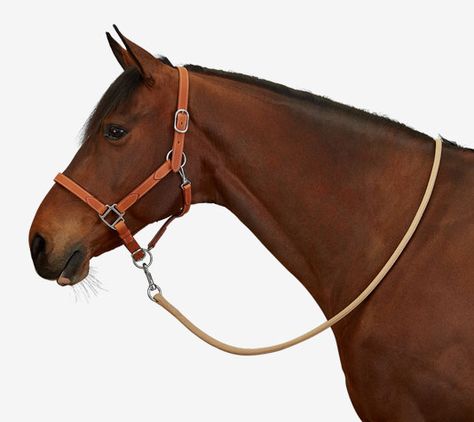 Hermes full leather halter in natural cowhide and nickelled metal, adjustable noseband and headstall, quick release at the throat with a snap hook, "Hermes Sellier" stamping and saddle-stitched seams, one size Hermes Saddle Pad, Hermes Sellier, Hermes Horse, Horse With Saddle, Horse Tack Rooms, Tack Rooms, Hermes Leather, Horse Equipment, Horse Aesthetic