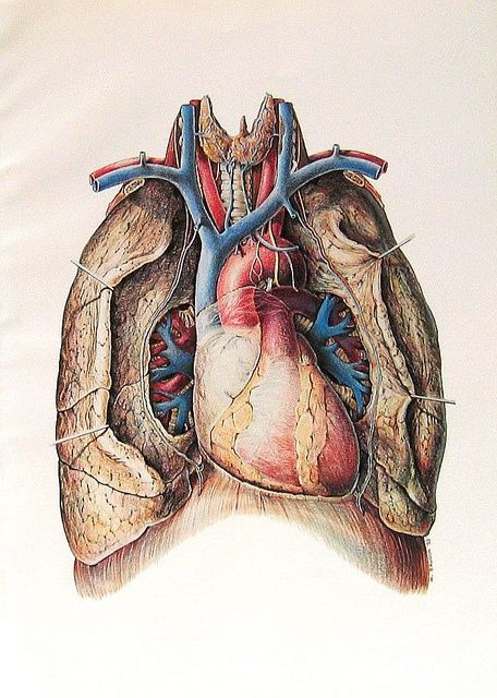 Heart and lungs Heart Medical Illustration, A Human Heart, Human Heart Anatomy, Anatomy Illustration, The Human Heart, Heart Anatomy, Heart And Lungs, Heart Illustration, Heart Drawing