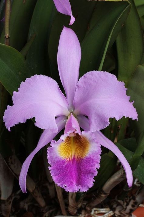 Orchid Photography, Orchid Varieties, Cattleya Orchid, Growing Orchids, Dendrobium Orchids, Nothing But Flowers, Unusual Flowers, Beautiful Orchids, Beautiful Flower Arrangements