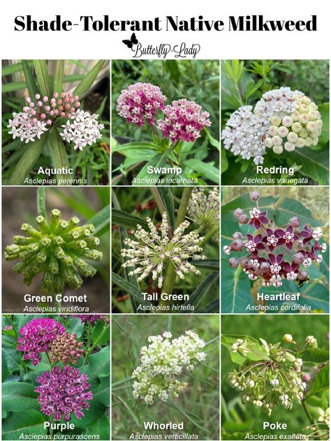 (20+) Facebook Butterfly Milkweed, Milkweed Flower, Butterfly Lady, Asclepias Incarnata, Monarch Butterflies, Butterfly Garden, Monarch Butterfly, Blossom Flower, Native Plants