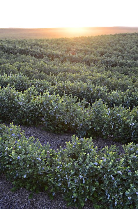 Sunset at our blueberry farm.  Photo courtesy of Gourmet Trading Company. Blueberry Farm Aesthetic, Sunset Gourmet, Blueberry Field, Farm Sunset, Highbush Blueberry, Disneyland Holidays, Heating A Greenhouse, Berry Garden, Blueberry Farm