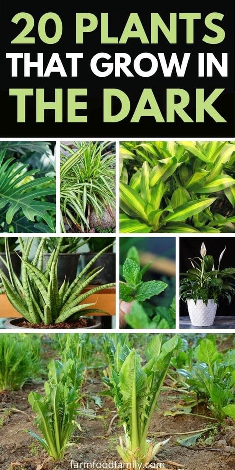 20 Best Plants That Grow In The Dark (Houseplants, Vegetables) Plants That Grow In The Dark, Plants For Dark Corners, Plants In Dark Rooms, Plants For Dark Rooms, Keeping Plants Alive, Indoor Vegetables, Houseplants Low Light, Dracaena Plant, Lucky Plant