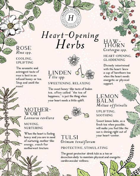 Herbal Academy on Instagram: “As we all navigate this time of uncertainty, one thing that remains vital is the need to tend to the heart (our own, and of our community)…” Smokable Herbs, Weird Kitchen, Apothecary Ideas, Herb Magic, Herbal Living, Witch Woman, Medical Plants, Herbal Academy, Witchy Kitchen