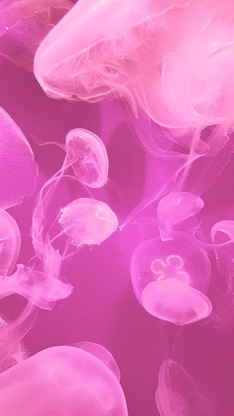 pink, jellyfish, ocean, aesthetic. Pink Jellyfish Aesthetic Wallpaper, Pink Medusa Wallpaper, Pink Fish Wallpaper, Pink Jellyfish Aesthetic, Pink Jelly Wallpaper, Jellyfish Wallpaper Iphone, Jellyfish Wallpaper Aesthetic, Pink Jellyfish Wallpaper, Jelly Fish Wallpaper