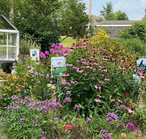 Indiana Native Plants Landscaping, Native Flower Garden, Indiana Gardening, Indiana Native Garden, Indiana Flowers, Wild Flower Garden, Minnesota Native Garden, Native Gardens Midwest, Indiana Native Plants