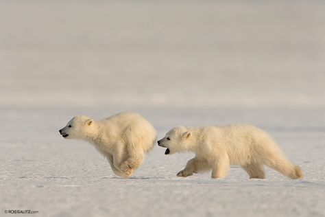 I'll Catch You! - 2 Polar Bear cubs, only 5 months old, chasing each other on the ice in Svalbard. the one the left almost bites his brother's behind. Bear Pics, White Bears, Running Bear, Baby Polar Bears, Grizzly Bears, Bear Illustration, Bear Pictures, Bear Cub, Bear Cubs