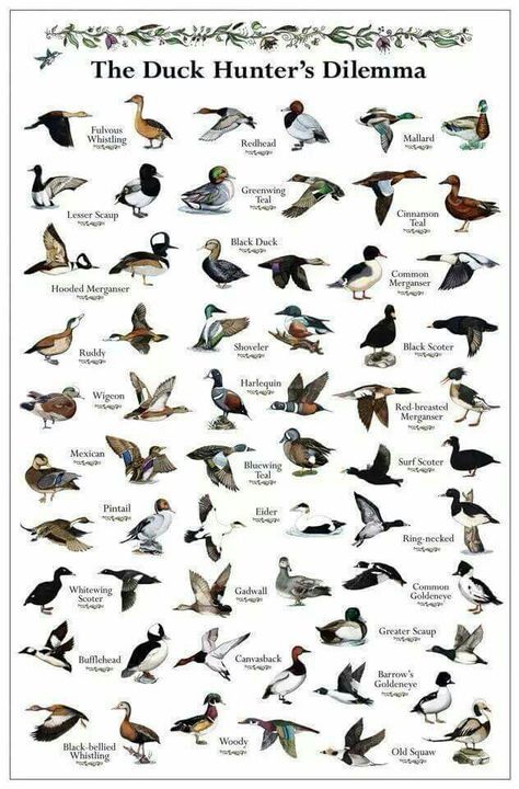 Duck species Duck Identification, Duck Blinds, Duck Species, Pig Breeds, Goose Hunting, Waterfowl Hunting, Hunting Life, Duck Hunter, Animal Tracks