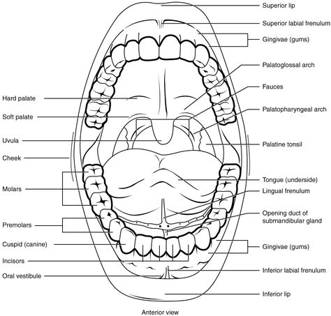 23.3 The Mouth, Pharynx, and Esophagus - Anatomy and Physiology | OpenStax Human Mouth Anatomy, Mouth And Teeth Drawing, Teeth Anatomy Drawing, Mouth Anatomy Drawing, Mouth Diagram, Tooth Morphology, Skull Diagram, Dental Charting, Teeth Diagram