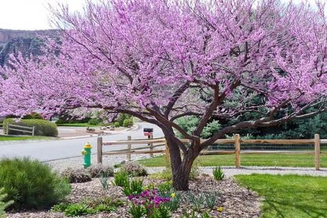 Dogwood Landscaping, Eastern Redbud Tree, Eastern Redbud, Redbud Tree, Dogwood Trees, Ornamental Trees, Landscape Plans, Home Landscaping, Front Yard Garden