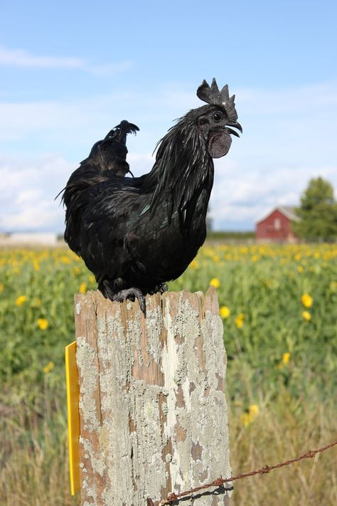 Ayam Cemani Chicken | Spring Creek Heritage Farms | USA Ayam Cemani Chicken, Cemani Chicken, Ayam Cemani, Heritage Chickens, Chickens For Sale, Bad To The Bone, Chicken Breeds, A Well, Bones