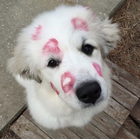 Pyranese Mountain Dog, Great Pyrenees Puppy Aesthetic, Cute Great Pyrenees, Great Pyrenees Funny, Pyrenees Puppies, Great Pyrenees Puppy, Great Pyrenees Dog, Silly Dogs, Pretty Animals