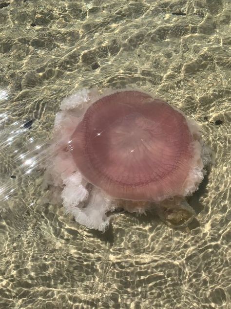 What is the Pink Meanie? Former DISL post-doc that named it fills us in - Dauphin Island Sea Lab Pink Meanie Jellyfish, Photograph Reference, Jellyfish Illustration, Dauphin Island, University Of Delaware, Smithsonian Museum, Baby Fish, Scientific Name, In Another Life