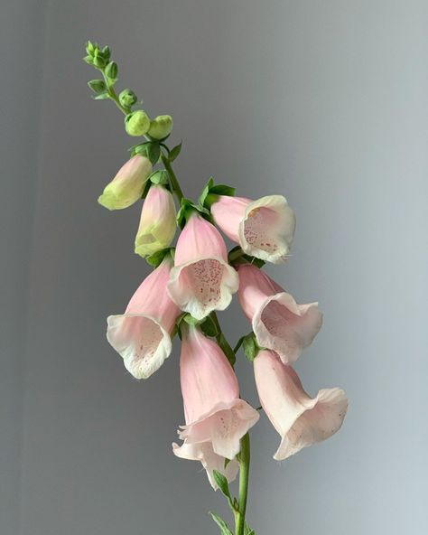 Wild Sweet Pea, Apricot Foxglove, Singular Flower, Foxglove Flower, Foxglove Flowers, Pink Flowers Photography, Flower Reference, Mauve Flowers, Flowers Simple