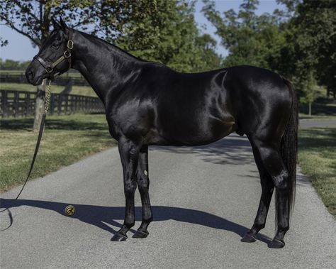 Pinto Horse, American Saddlebred, Thoroughbred Horse Racing, Horse Boarding, Churchill Downs, Black Horses, Appaloosa Horses, Thoroughbred Horse, Most Beautiful Animals