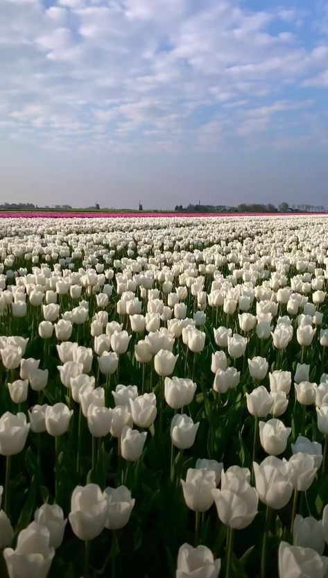 Photos For Profile Picture, Boquette Flowers, Flowery Wallpaper, Tulip Fields, Nothing But Flowers, Beautiful Images Nature, Pretty Landscapes, White Tulips, Flower Therapy