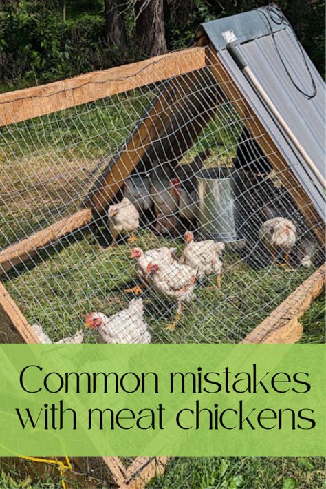 Permaculture, Chicken Tractor For Meat Chickens, Meat Bird Pen, Chicken Tractor Ideas For Meat Birds, Meat Birds Coop, Meat Birds Raising, Chicken Tractor Meat Birds, Meat Chicken Tractor Plans, How To Raise Meat Chickens