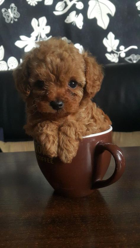 Tea Cup Poodle, Cute Small Animals, Very Cute Dogs, Small Pets, Tea Cup, Baby Animals, Cute Dogs, Tea Cups