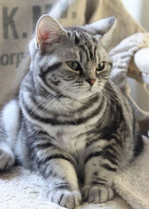 Ocicat Cats, Ocicat, American Shorthair Cat, Söt Katt, American Shorthair, British Shorthair Cats, British Shorthair, Domestic Cat, Cute Cats And Kittens