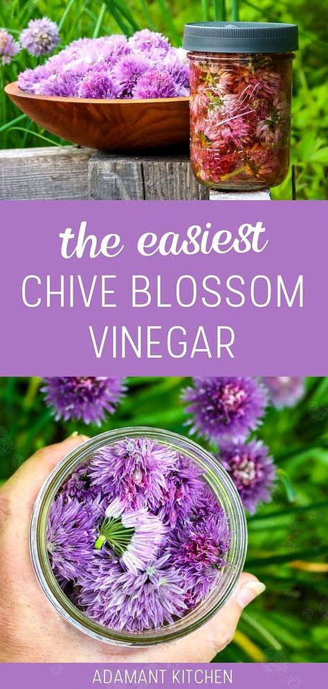 Discover the easiest chive blossom vinegar within our chive flower recipes & chive blossom uses. This simple method allows the vibrant chive blossoms to infuse their mild, spicy garlic flavor into vinegar, creating a stunning pink hue. It’s perfect for enhancing marinades, salad dressings, and more. Find more infused vinegar recipes, salad dressing recipes, and homemade salad dressing at adamantkitchen.com. What To Do With Chives, Chive Blossom Vinegar, Chive Blossom Recipe, Chive Blossom Uses, Infused Vinegar Recipes, Chive Flowers Recipe, Diy Extracts, Flowers In Season, Vinegar Recipes