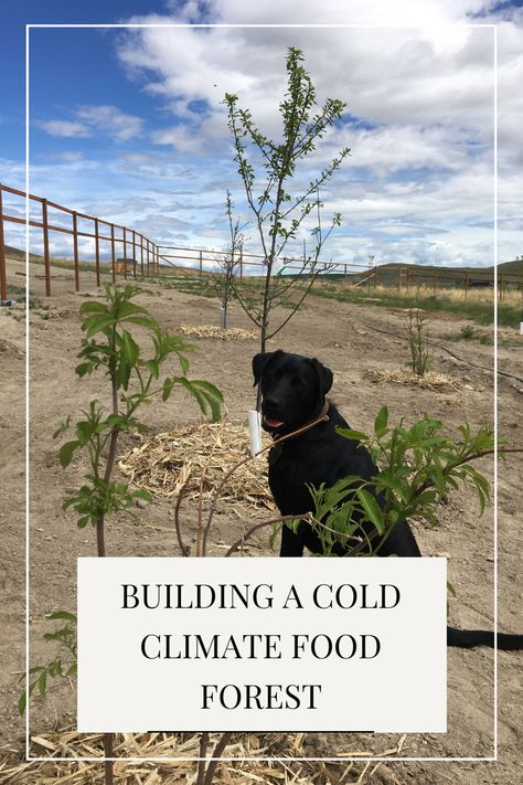 How we started building our cold climate food forest Food Forest Garden Backyards, Food Forest Backyard, Food Forest Layout, Food Forest Design, Alaska Food, Colorado Food, Food Forest Garden, Canadian Forest, Lawn Food