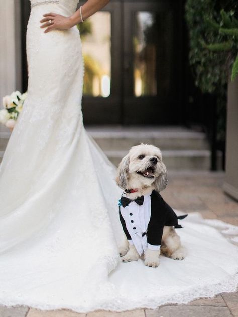 Adorable Ways to Include Your Dog in Your Wedding - Dogs at Wedding Dogs At Wedding, Wedding Photography Guide, Wedding Dogs, Dog Wedding Outfits, Dog Wedding Dress, Wedding Fotos, Dog Tuxedo, Brides Dress, Photos With Dog