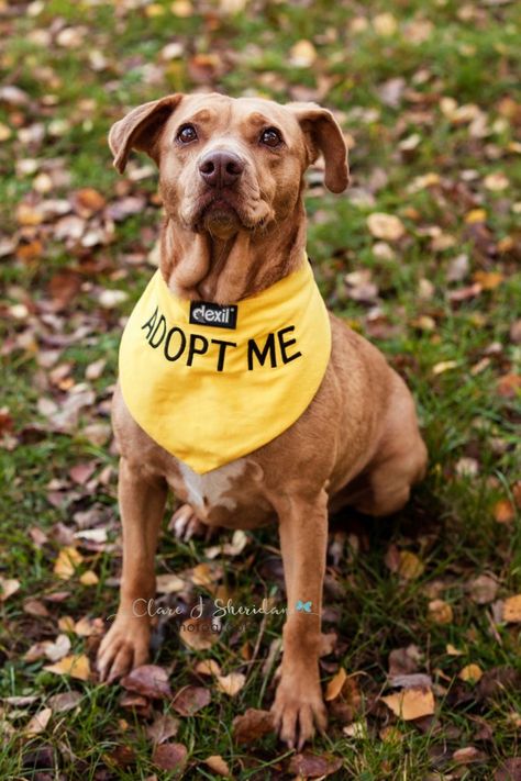 Dog Adoption Photo Shoot, Shelter Dog Photography, Fun Dog Pictures, Shelter Dogs Adoption, Alien Project, Dog Fundraiser, Leaf Ideas, Adoption Photography, Rescue Dogs For Adoption