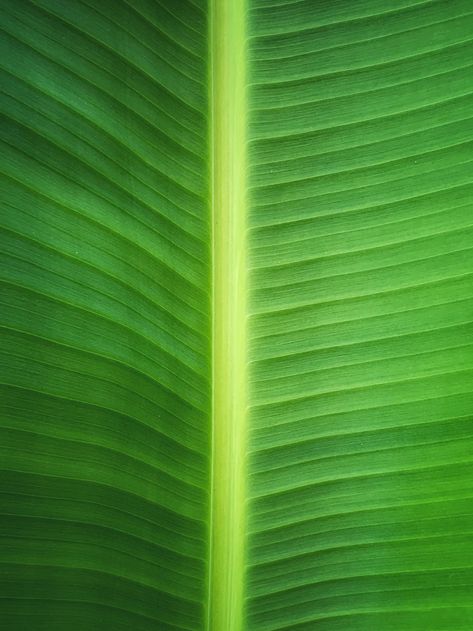 leaf photo – Free Green Image on Unsplash Banana Leaf Texture, Banyan Leaf, Leaf Photo, Green Core, Plant Logos, Leaf Plant, Leaf Logo, Fruit Plants, Tropical Rainforest