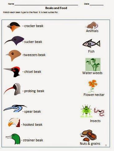 Bird beak adaptations for food - worksheet for grade 3 and 4 Bird Beaks Activity, Adaptations Activities, Food Worksheet, Bird Study, Birds For Kids, Flying Creatures, Worksheets For Grade 3, Animal Adaptations, Bird Beaks