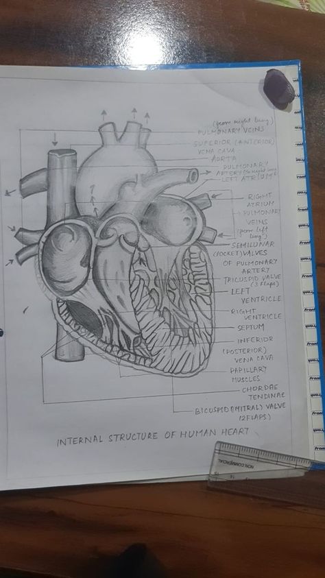 Zoology Aesthetic Drawing, Science Diagrams Biology, Biology Diagrams Aesthetic, Heart Diagram Drawing, Bio Diagrams, Human Heart Diagram, Biology Diagrams, Human Body Projects, Science Diagrams