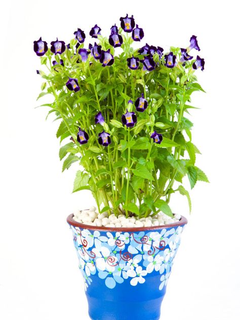 Torenia Flowers Container, Torenia Plant, Torenia Flowers, Wishbone Flower, Full Sun Container Plants, Pot Flowers, Container Planting, Container Garden Design, Planting Pot