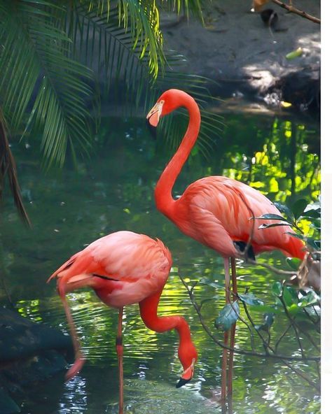 . Flamingo Pictures, Flamingo Photo, Flamingo Wallpaper, Flamingo Painting, Flamingo Art, Pink Bird, Exotic Birds, Tropical Birds, Colorful Birds