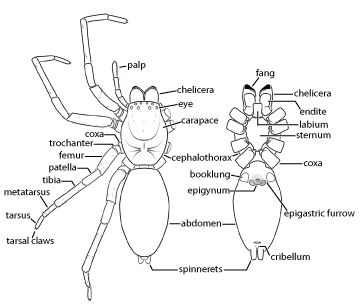 All About Spiders - Types of Spiders, Life Cycle, etc. Spider Anatomy Drawing, Spider Medicine, Spider Types, Bug Anatomy, Spider Anatomy, Insect Anatomy, Resist Art, Spider Control, Watercolor Resist