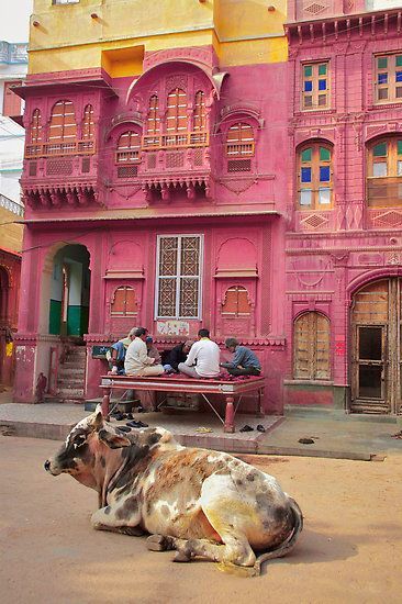 Greatlittleplace: Bikaner, Rajahstan, India... Tere Naina, Hindu Architecture, Pink Building, Interesting Houses, Tiny Creatures, Amazing India, Aesthetic City, Indian Architecture, A Cow