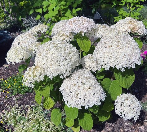 I Love the Wee White Hydrangea Wee White Hydrangea, Smooth Hydrangea, Hydrangea Arborescens, Small Shrubs, Hydrangea Not Blooming, Long Flowers, White Hydrangea, Perennial Garden, New Growth