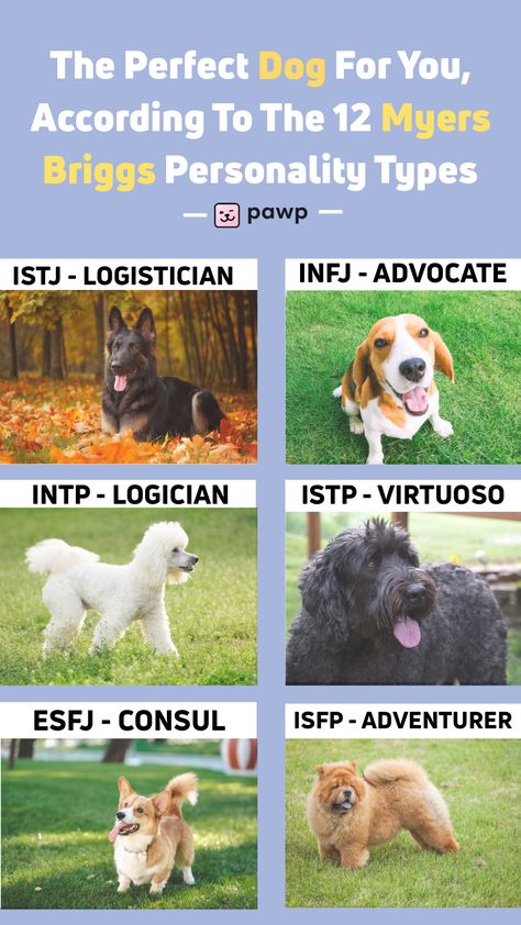 Take the Myers Briggs here if you don't know your MBTI and come back to find the dog breed that fits your personality type to a T. Happy adopting! Dog Personality Types, Animal Personality Types, Mbti As Animals, Meyers Briggs Personality Types, Mbti Animals, Dog Quizzes, Dog Breed Quiz, Istj Personality, Briggs Personality Test