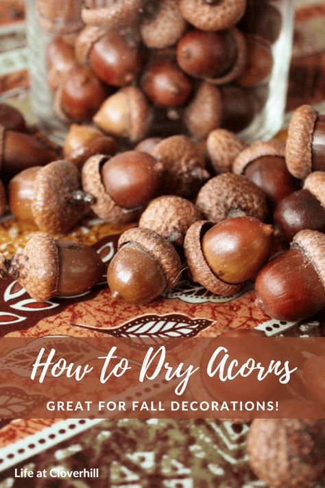 How to Dry Acorns for Fall Crafts - Life at Cloverhill How To Prepare Acorns For Crafts, Craft Ideas Using Acorns, How To Preserve Acorns For Crafts, How To Dry Acorns For Crafts, How To Preserve Acorns, Christmas Crafts With Acorns, Crafts Using Acorns, Acorn Decorations Decor Ideas, Acorns Aesthetic