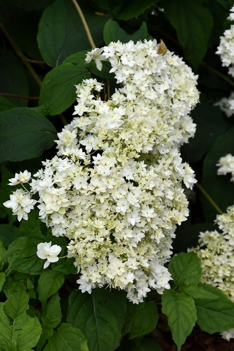 Hayes Starburst Hydrangea (Hydrangea arborescens 'Hayes Starburst') at GardenWorks Terraced Gardens, Hydrangea Arborescens, Woodland Garden, Hydrangea Flower, Terrace Garden, Types Of Soil, New Growth, Flower Photos, Mulch