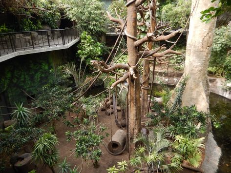 9/14/2020 - Pygmy Hippo & Monkey Habitat - ZooChat Monkey Habitat, Monkey Cage, Zoo Boo, Zoo Pictures, Aquarium Shop, Zoo Project, Zoo Architecture, Architecture Portfolio Layout, City Zoo