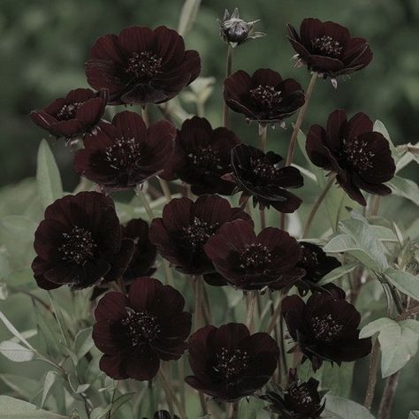 Chocolate Cosmos, Gothic Flowers, Goth Garden, Gothic Garden, Dark Flowers, Plant Aesthetic, Gothic Aesthetic, Pretty Plants, Black Flowers