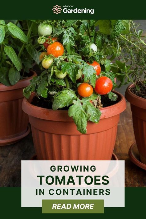 Pot Gardening Vegetables, Tomato Plant In A Pot, Growing Grape Tomatoes In Pots, Best Tomatoes To Grow In Containers, Tomatoes In Pots Container Gardening, Tomato Pots Growing, Vegetable Plants In Pots, Small Garden Pots Ideas, Tomatoes Growing In Containers