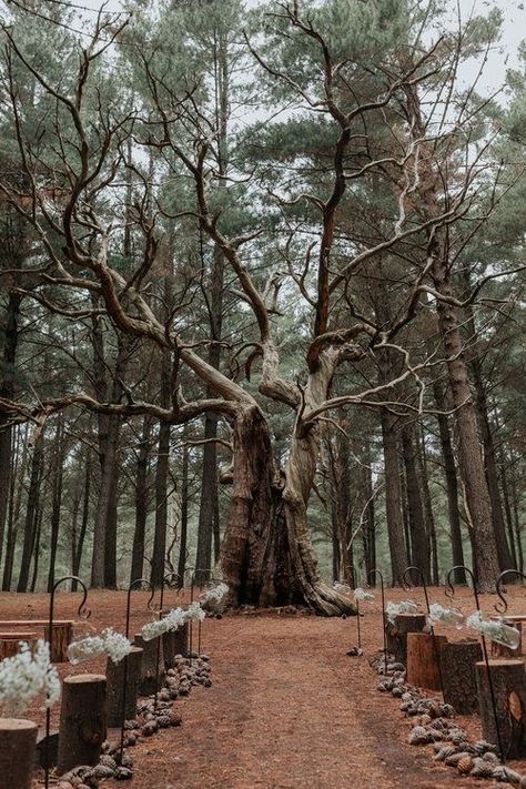 Forest Wedding Theme Outdoors, Forest Wedding Ideas Rustic, Weddings In The Woods Forests, Forest Wedding Venues Dark, Wedding Venues Outdoor Forest, Weddings In Nature, Woods Wedding Venue Ideas, Wedding Woods Forest, Cheap Forest Wedding Ideas