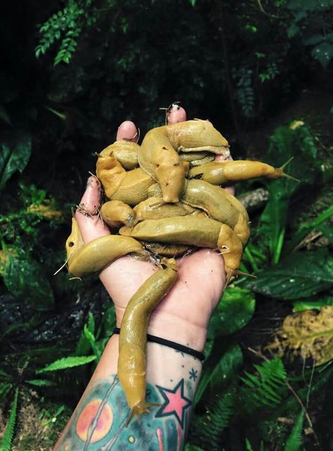 Redwood banana slugs Banana Slugs, Banana Slug, Slug Tattoo, Slug, Muir Woods, Interesting Animals, Face Reveal, Lovely Creatures, Beautiful Bugs