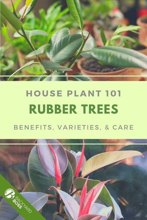 Rubber Tree Varieties, Rubber Plant Varieties, Rubber Plant Care, Rubber Tree Plant, Household Plants, Garden Inspo, Beautiful Leaves, Front Porch Design, Ficus Elastica