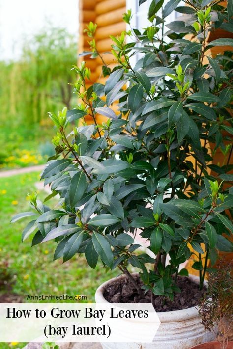 Bay Leaf Plant, Bay Leaf Tree, Bay Laurel Tree, Burning Bay Leaves, Laurel Hedge, Bay Laurel, Laurel Tree, Harvesting Herbs, Goth Garden