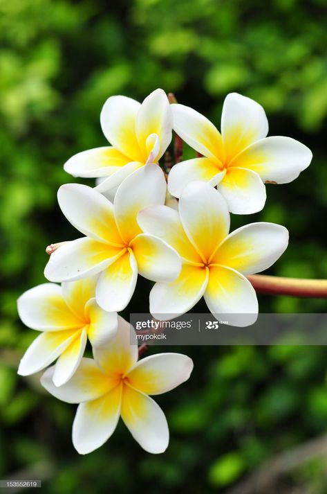 Stock Photo : White plumeria Tropical Flowers, Exotic Flowers, Fiori Frangipani, Plumeria Flowers, Hawaiian Flowers, Beautiful Flowers Wallpapers, Pretty Plants, Tropical Garden, Flowers Nature