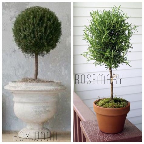 DIY Living  Rosemary and Boxwood Topiary tutorial on a budget | One Horse Lane Live Topiary, Outdoor Topiary, Topiary Diy, Boxwood Plant, Garden Frogs, Topiary Plants, Modern Plant Stand, Garden Basket, Little Creatures