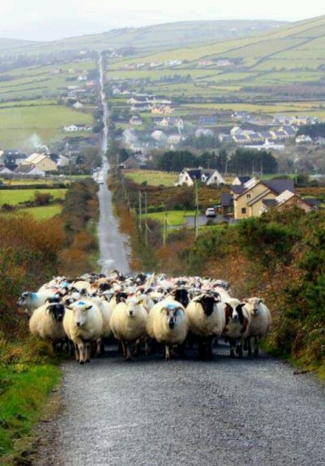 Brittany Ireland Country, Love Ireland, County Kerry, Traffic Jam, Killarney, Voyage Europe, Irish Heritage, Rush Hour, Country Side